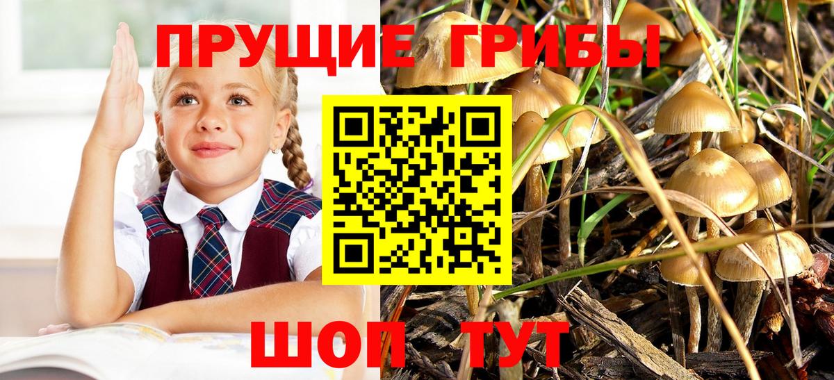 Нягань  Галлюциногенные грибы Psilocybe  Вход с VPN 